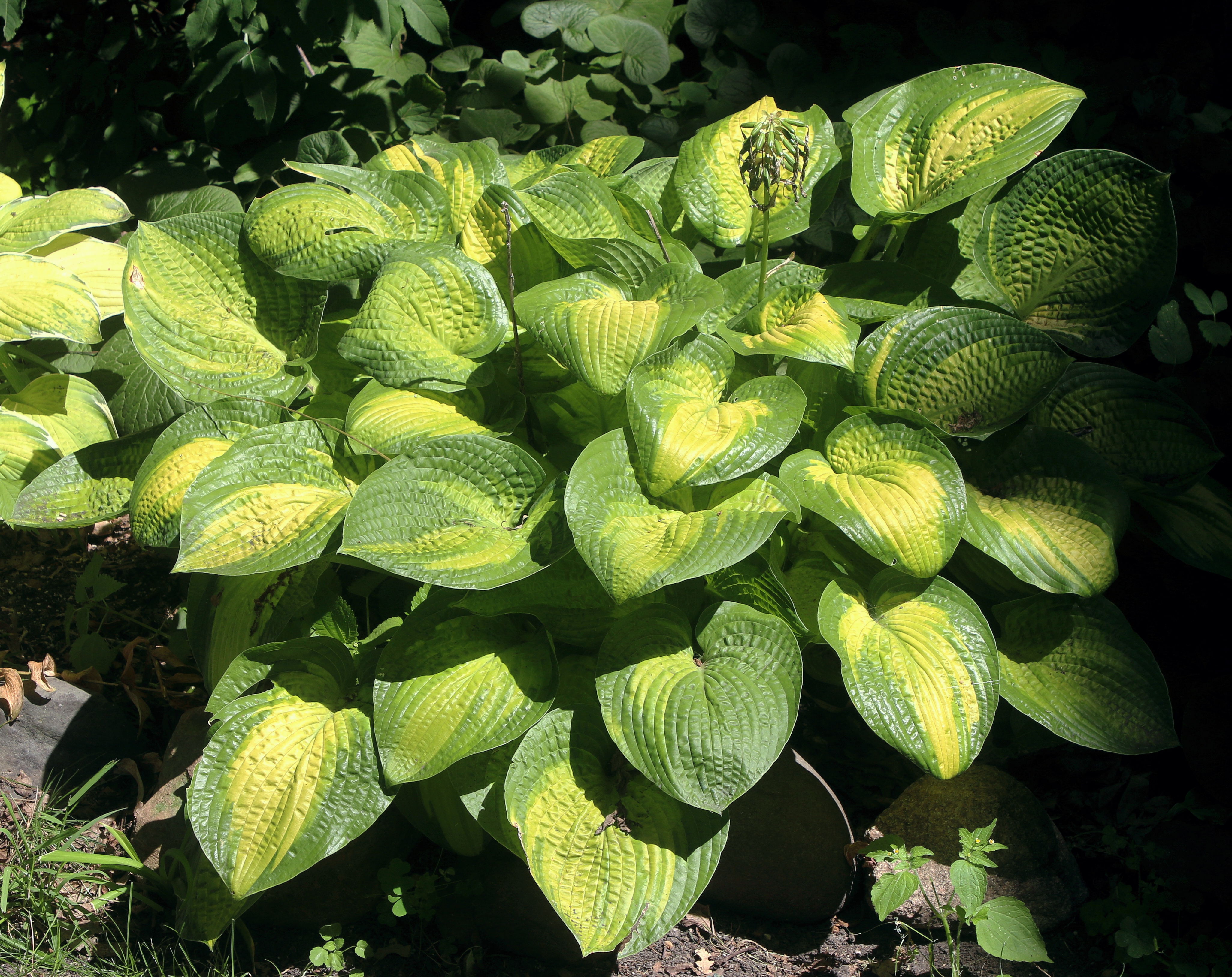 Hosta